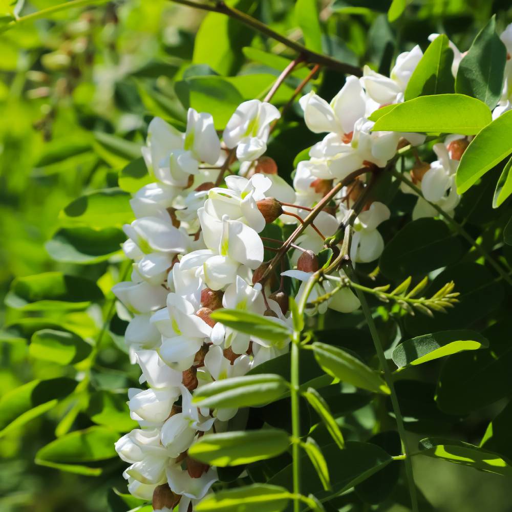 Medicinal plant knowledge base