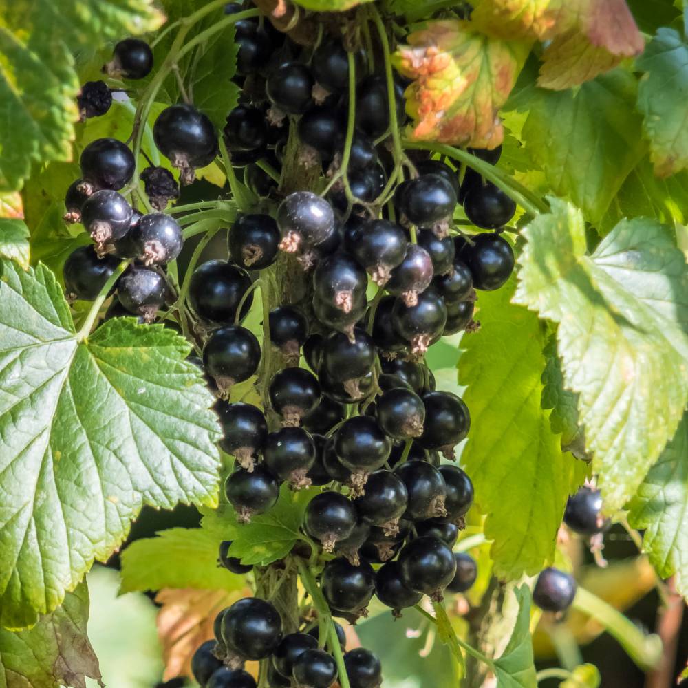 Medicinal plant knowledge base