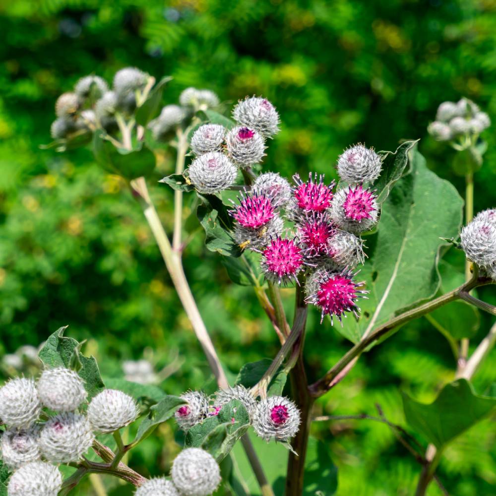 Medicinal plant knowledge base