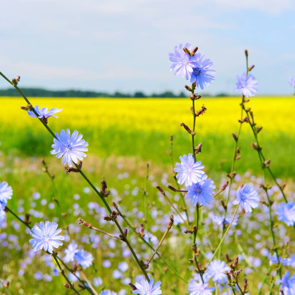 Medicinal plant knowledge base
