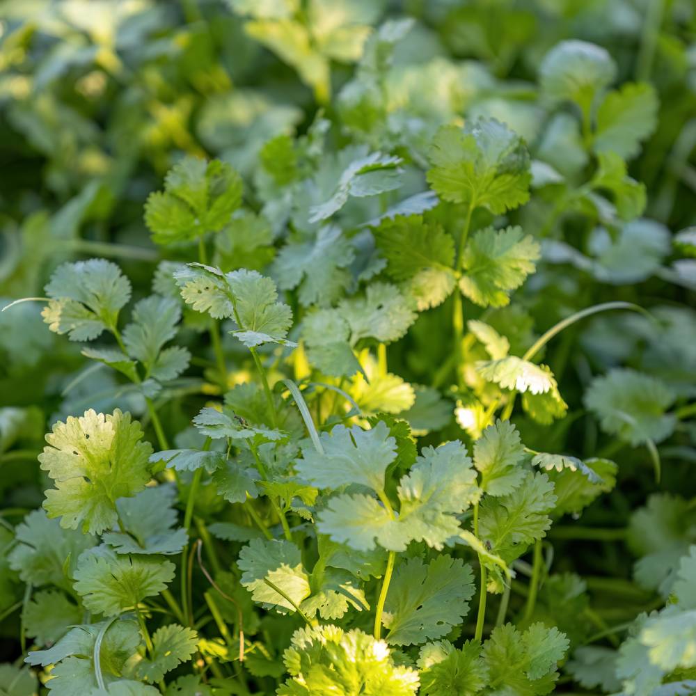 Medicinal plant knowledge base