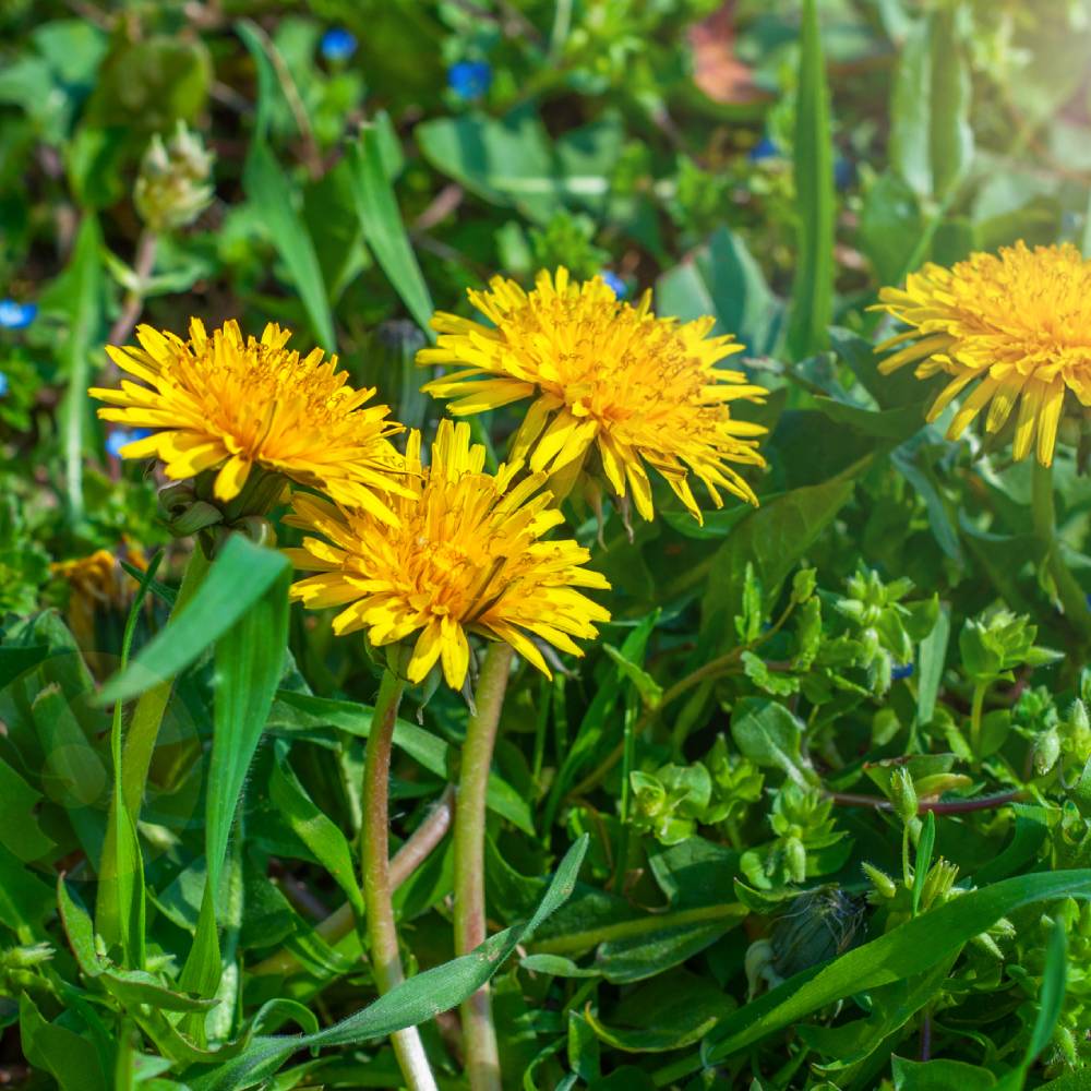Medicinal plant knowledge base