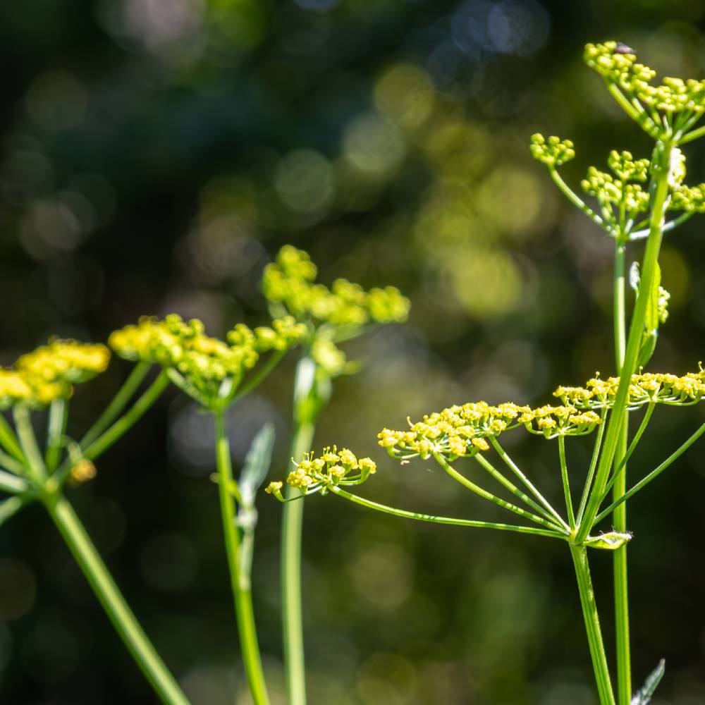 Medicinal plant knowledge base