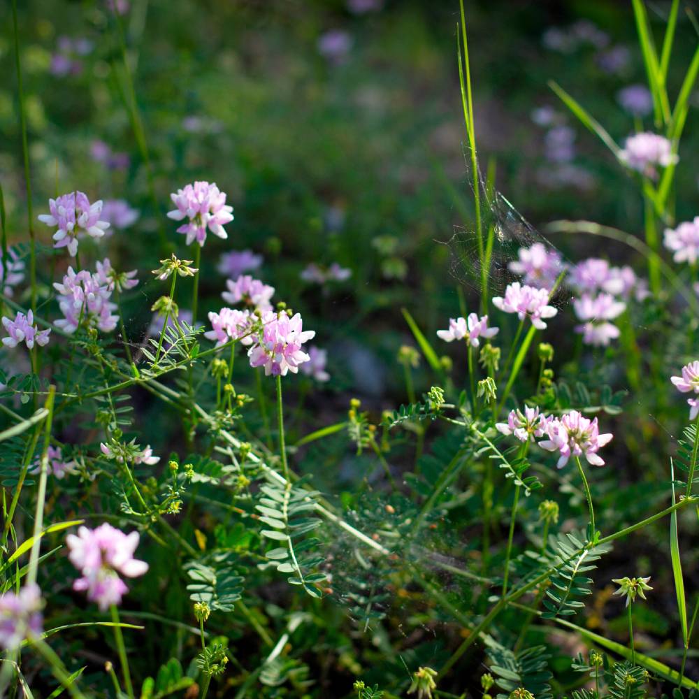 Medicinal plant knowledge base