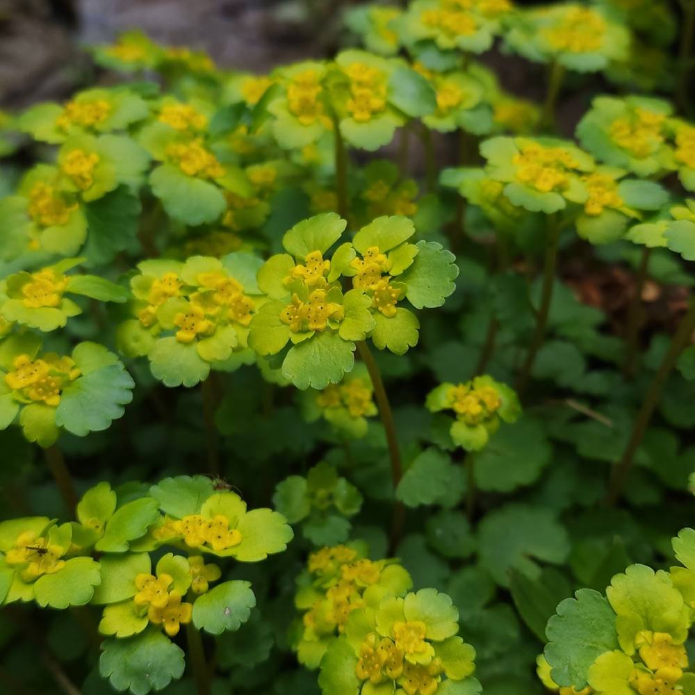 Medicinal plant knowledge base