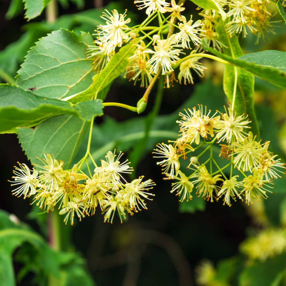 Medicinal plant knowledge base