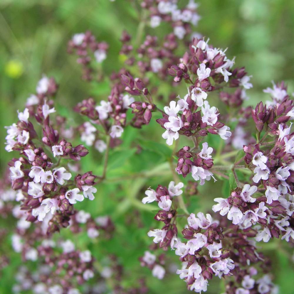 Medicinal plant knowledge base