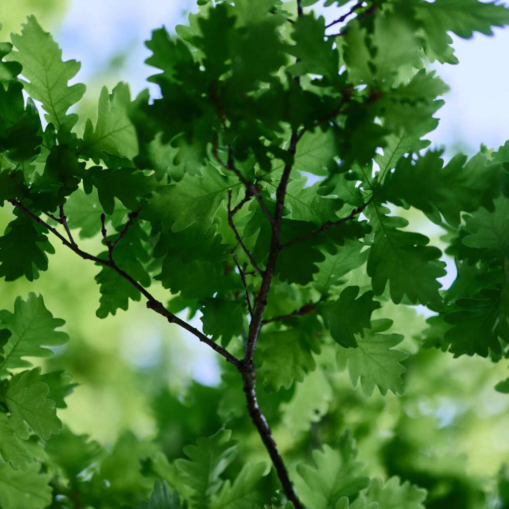 Medicinal plant knowledge base
