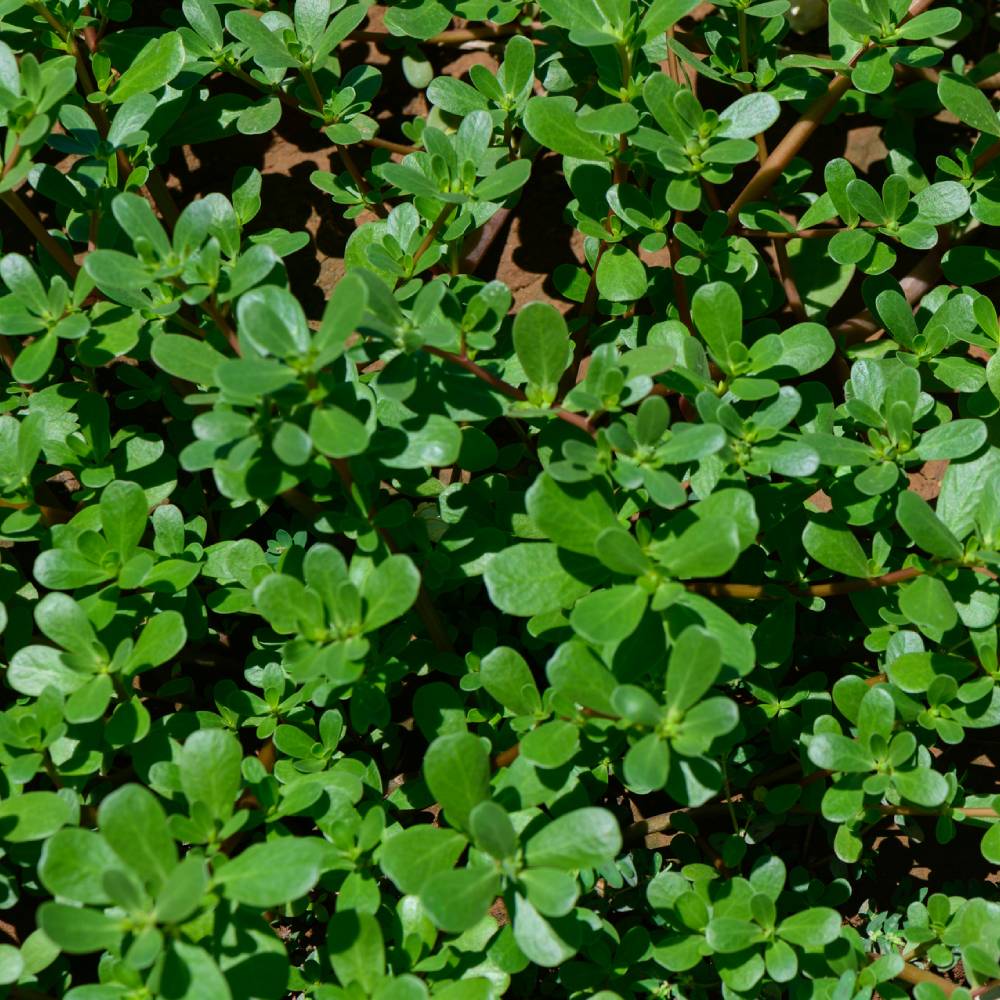 Medicinal plant knowledge base