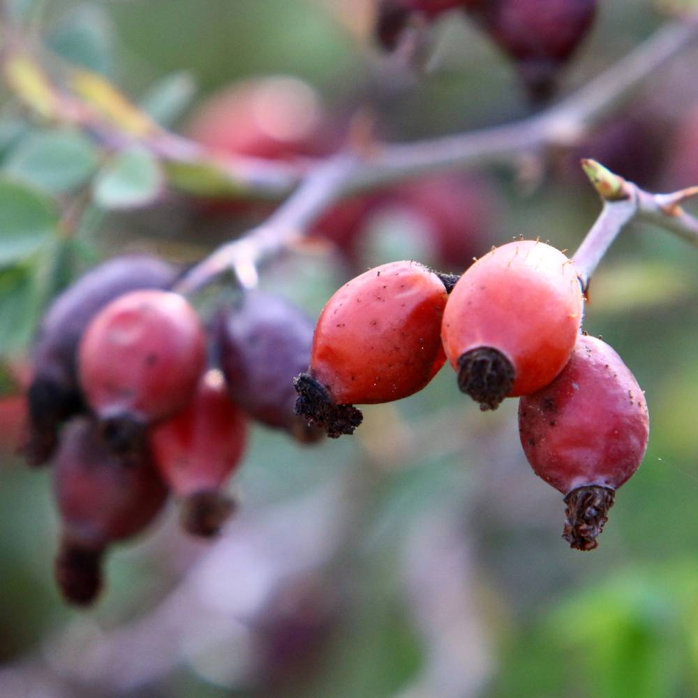 Medicinal plant knowledge base