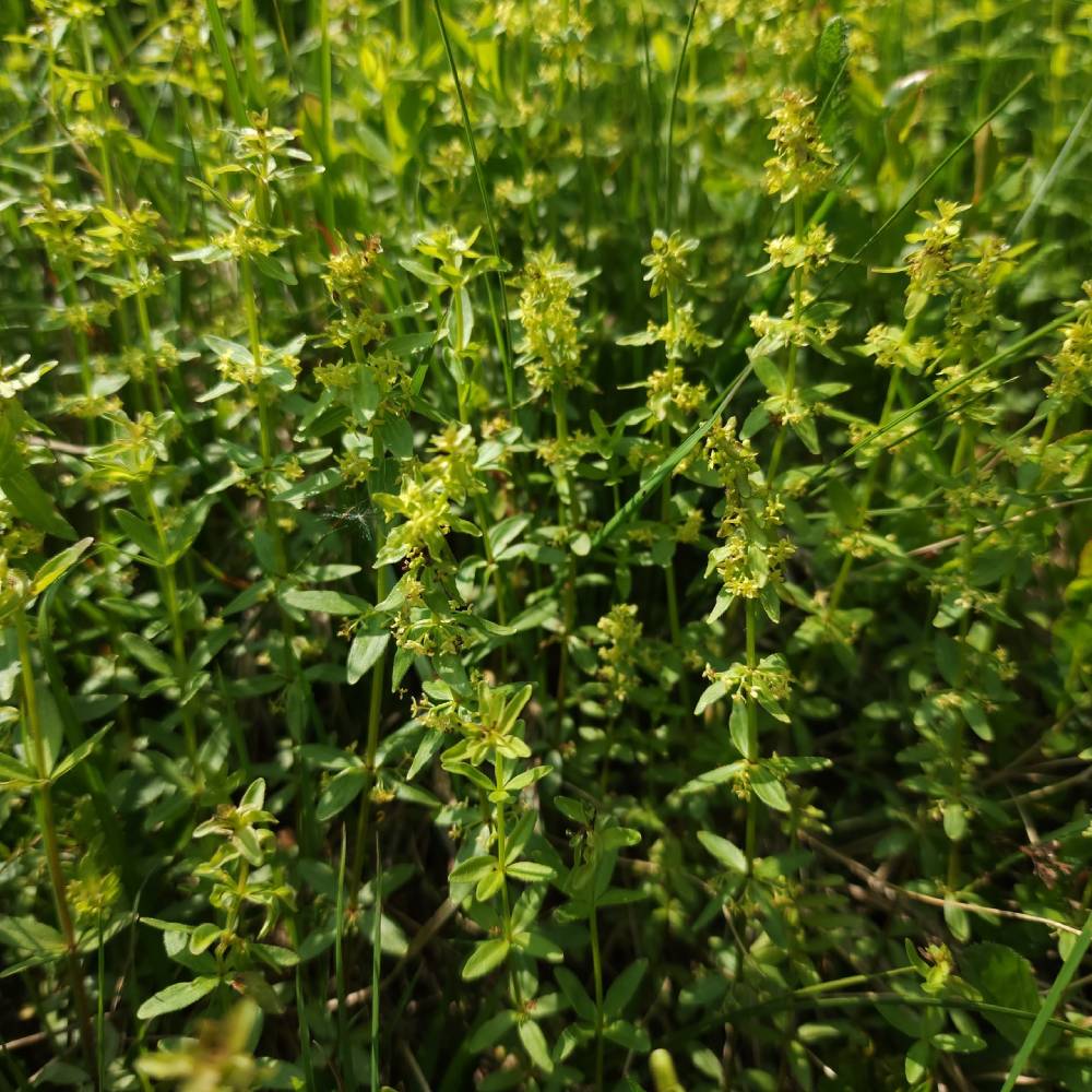 Medicinal plant knowledge base