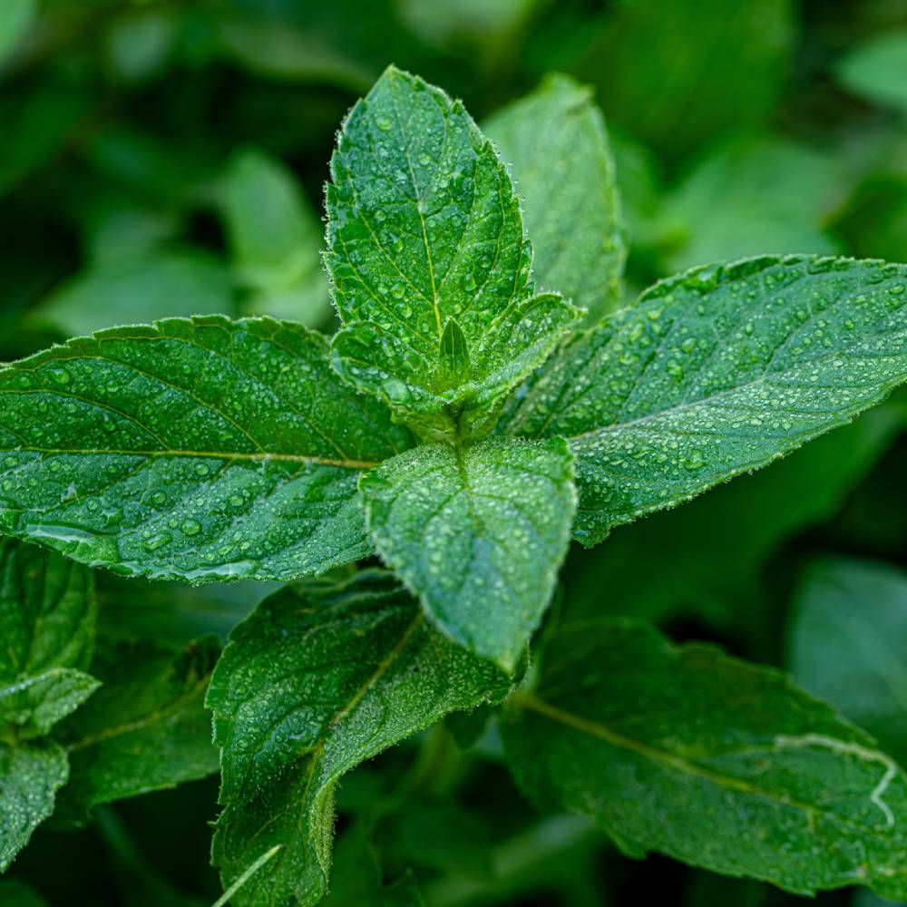 Medicinal plant knowledge base