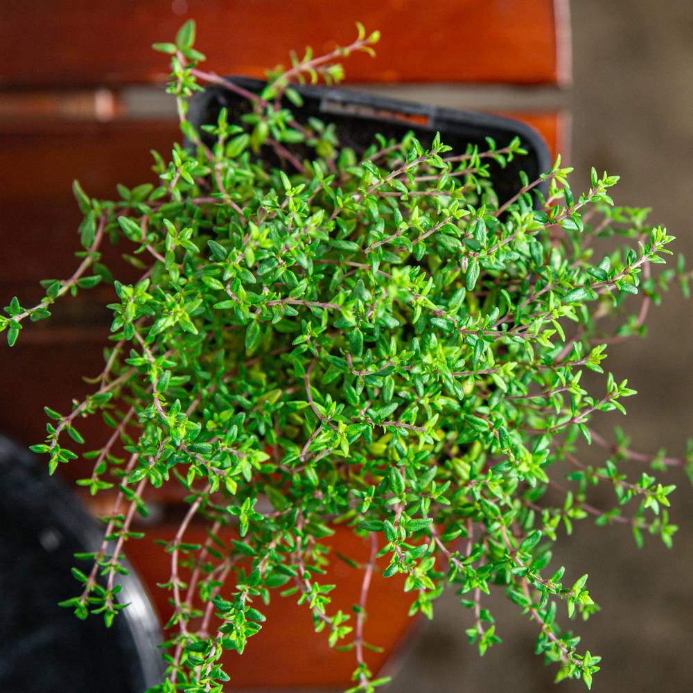 Medicinal plant knowledge base