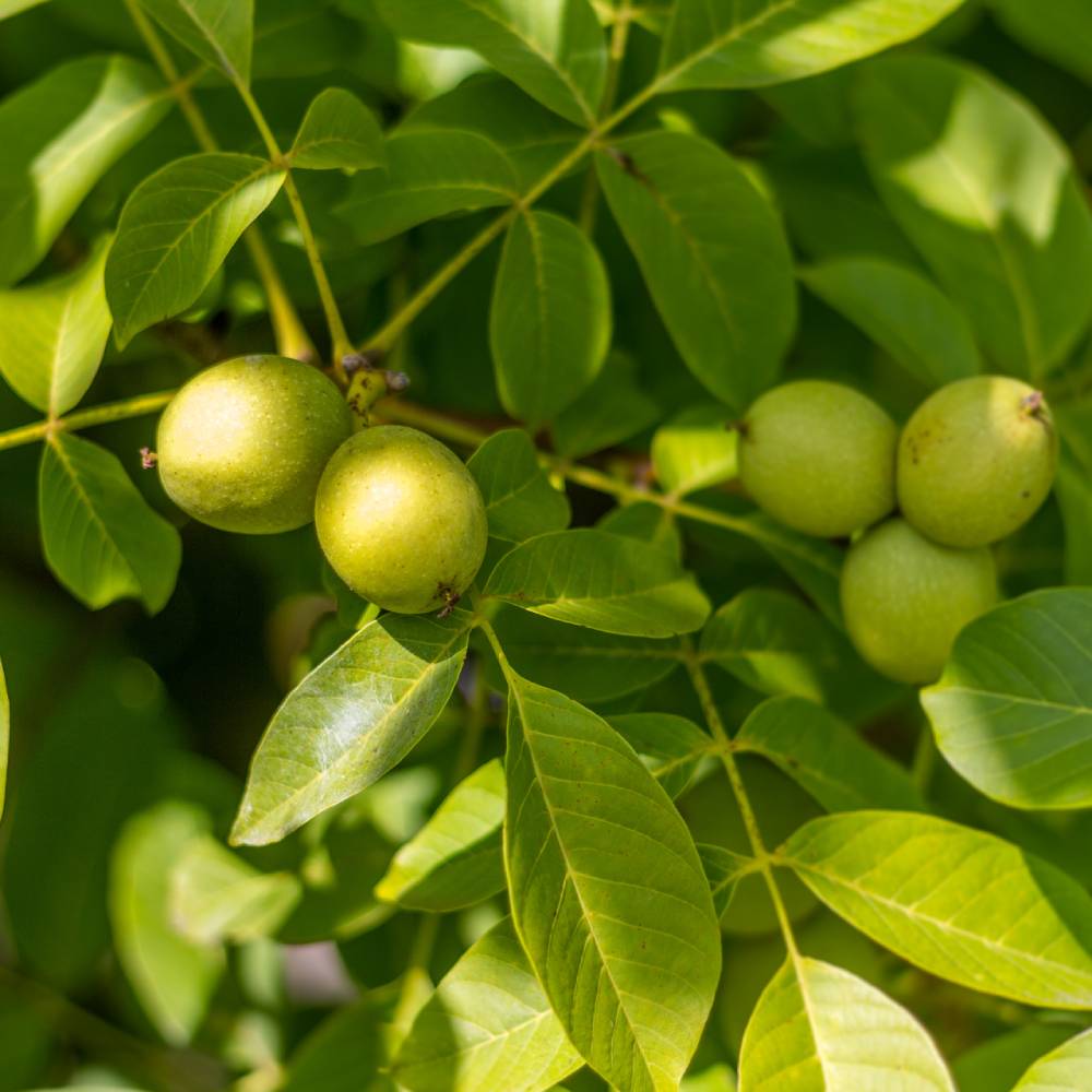 Medicinal plant knowledge base