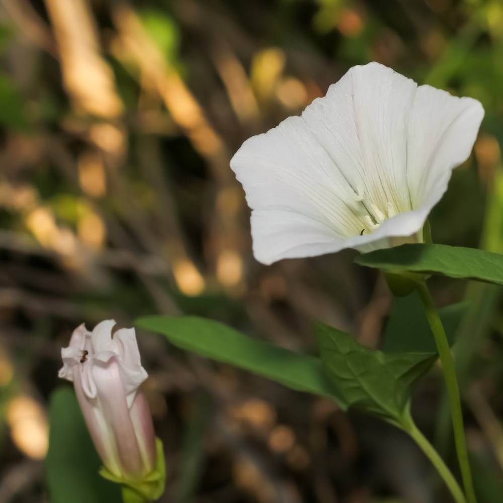 Medicinal plant knowledge base