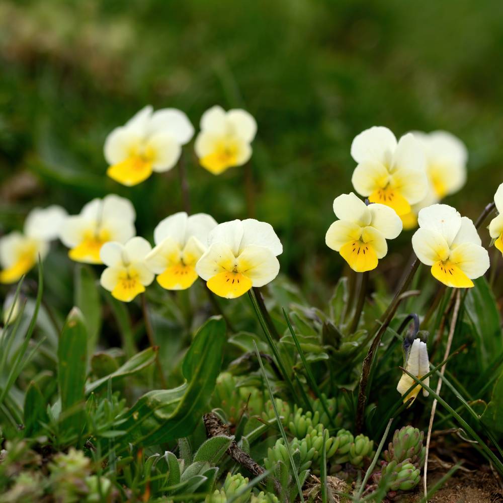 Medicinal plant knowledge base