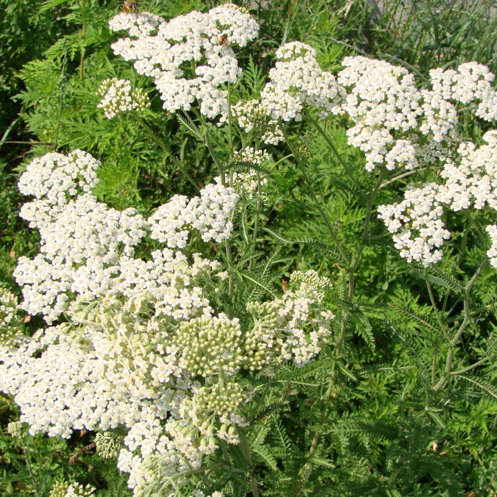Medicinal plant knowledge base
